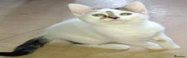 White & Tabby Female