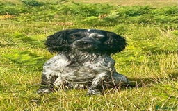 Cocker Spaniel dogs for sale: KC Reg W/T Roan Cocker Spaniels - Image 3
