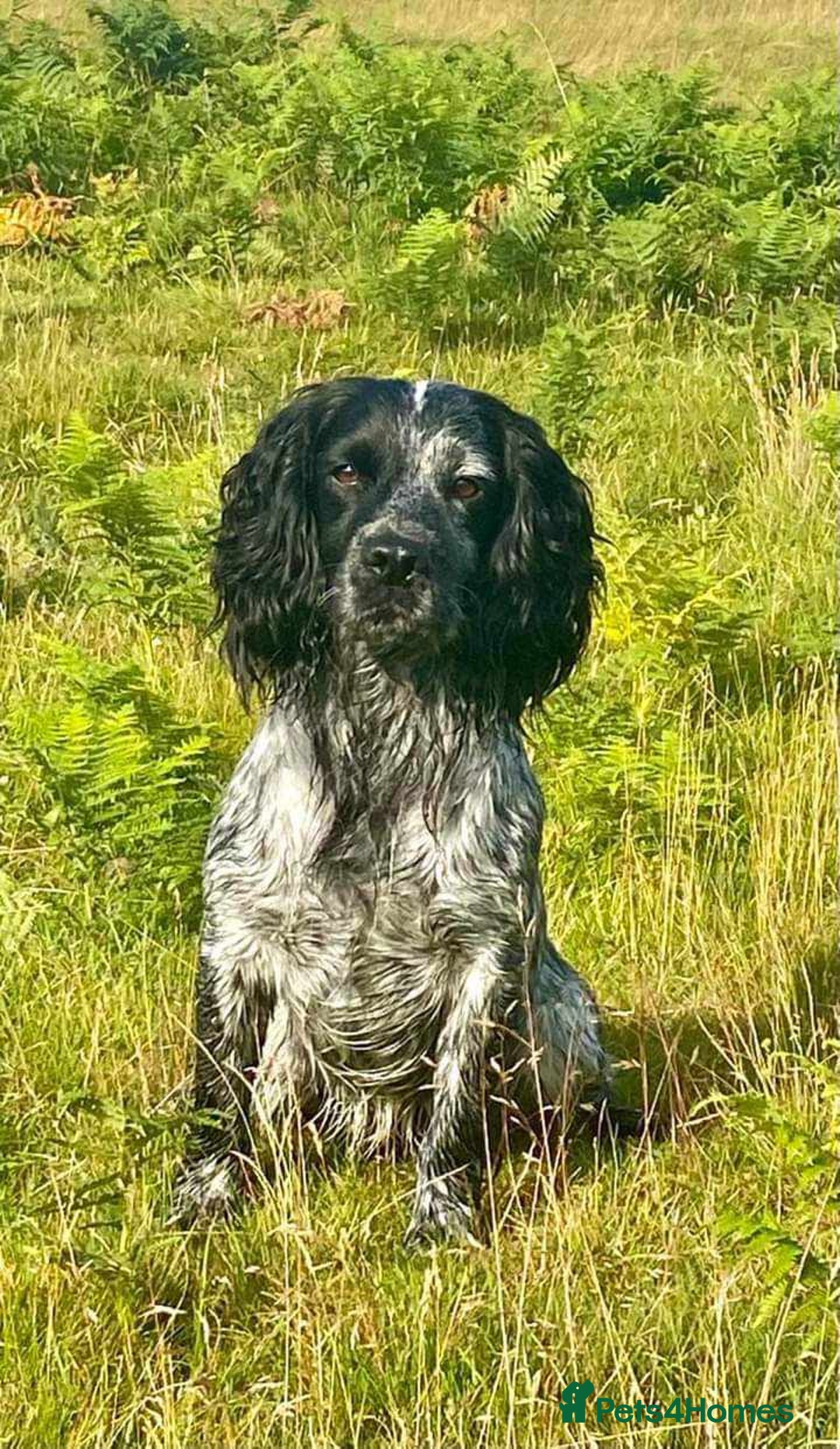Cocker Spaniel dogs for sale: KC Reg W/T Roan Cocker Spaniels - Image 3