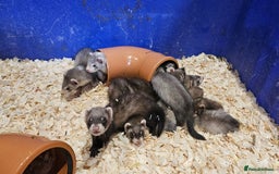 Ferret rodents for sale: Top Quality Ferret kits - Standard and Semi Micro - Image 10