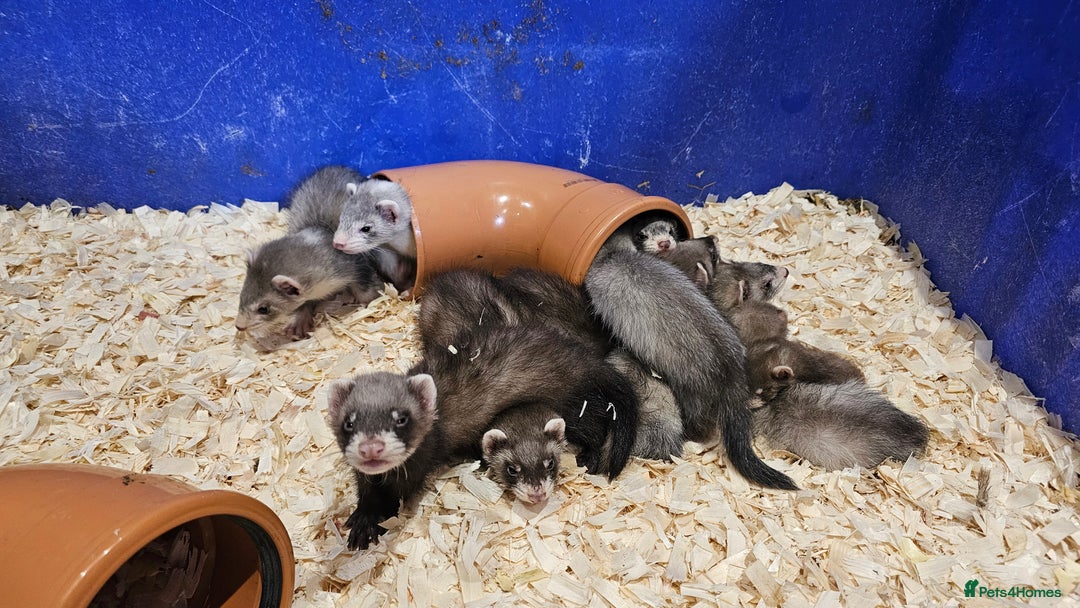 Ferret rodents for sale: Top Quality Ferret kits - Standard and Semi Micro - Image 10