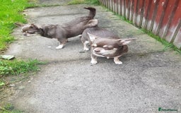 Chihuahua dogs for sale: 3 years old girl - Image 4