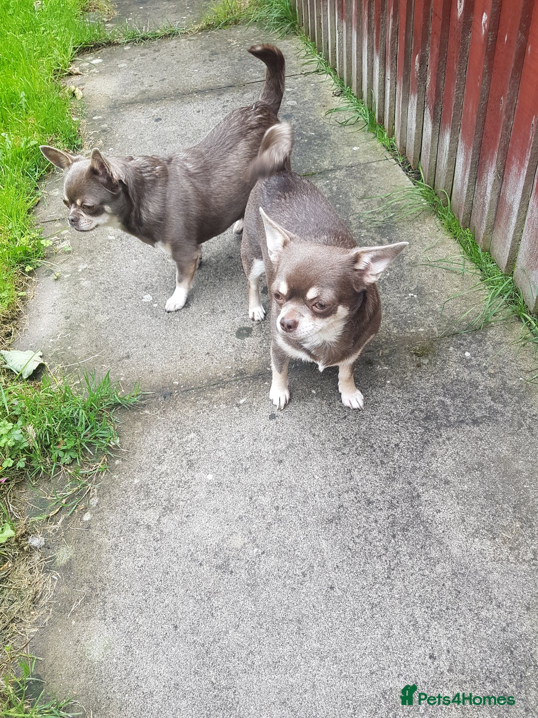Chihuahua dogs for sale: 3 years old girl - Image 4
