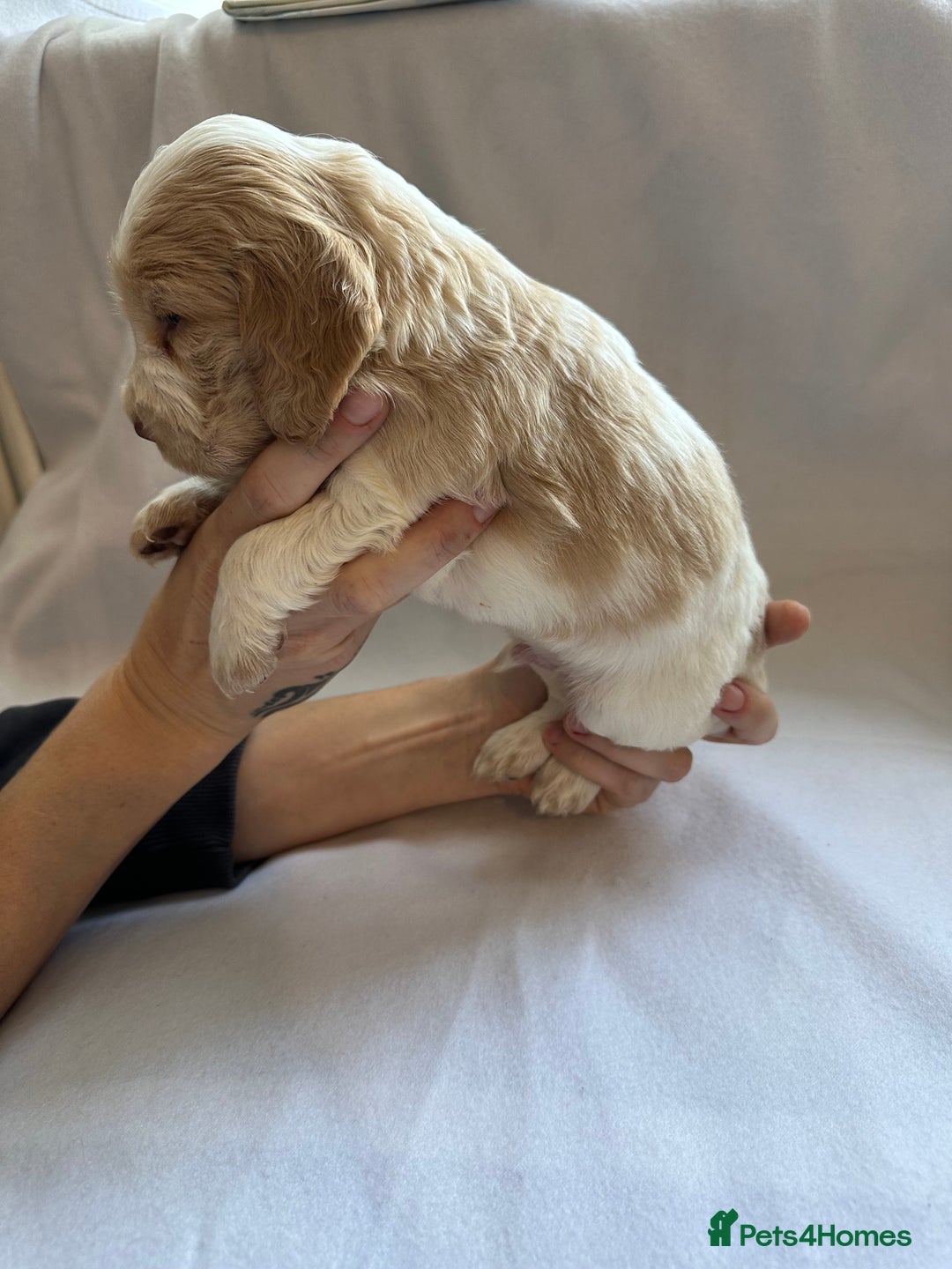 Cocker Spaniel dogs for sale: Cocker spaniel pups - Image 3