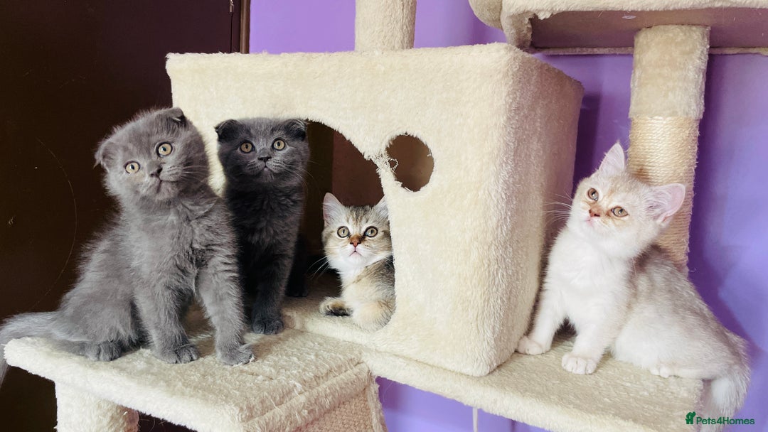 Scottish Fold cats for sale: Beautiful litter Scottish fold ready to new 🏠 ❤️ - Image 13