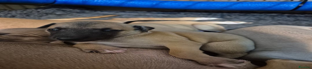 Whippet Puppy 3