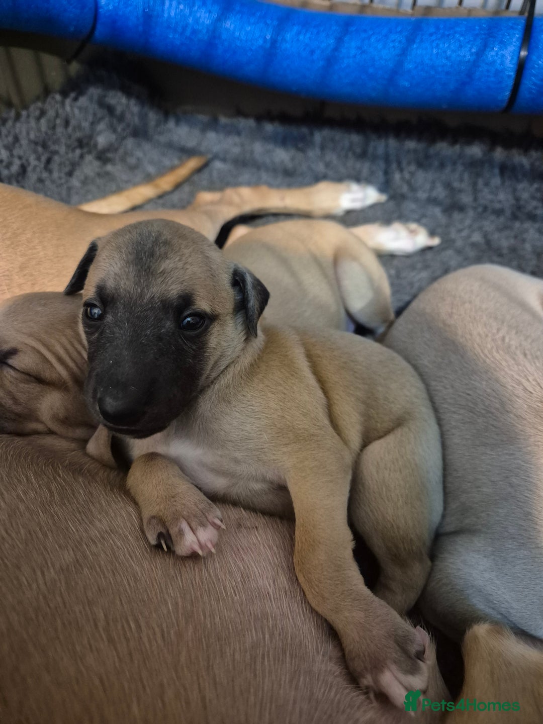 Whippet dogs for sale: 5 fawn kc whippet puppies beauitful markings  - Image 10