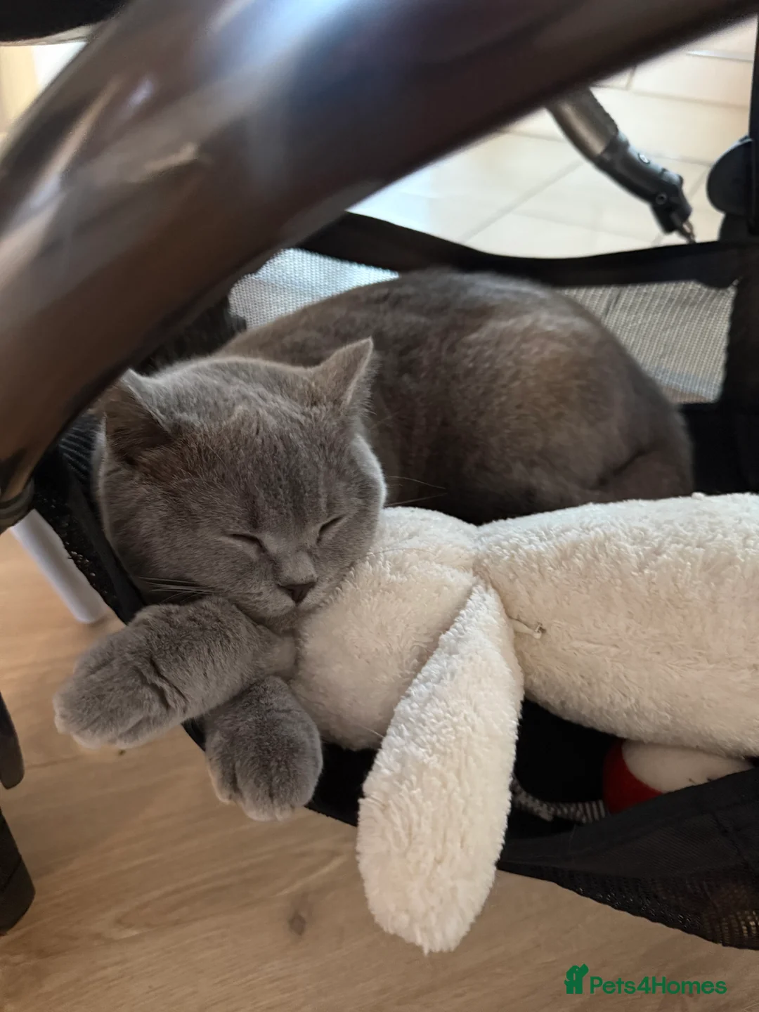 British Shorthair cats for sale: Nina The British shorthair  - Advert 15