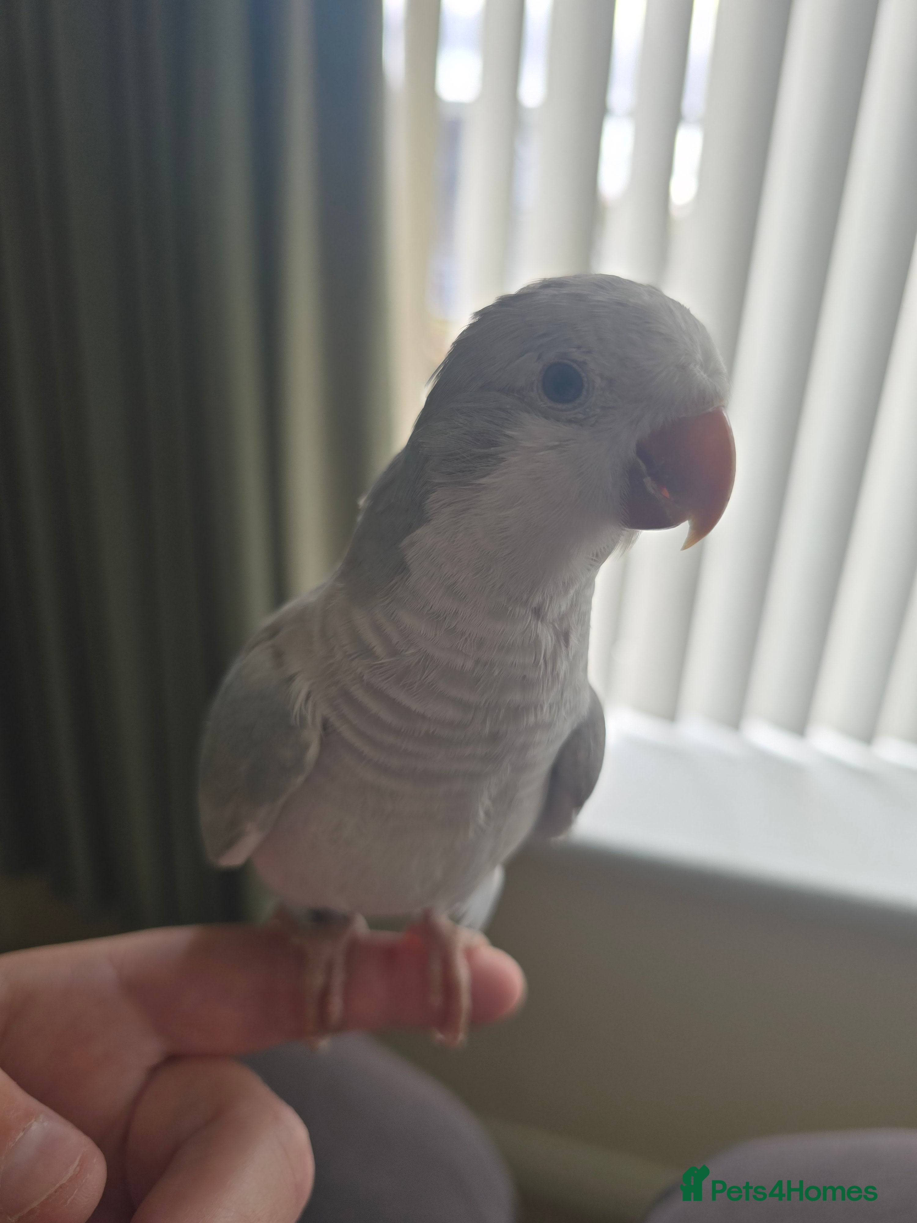 Ringnecks birds Silly tame Quaker parrot hand reared very tame - Advert 17
