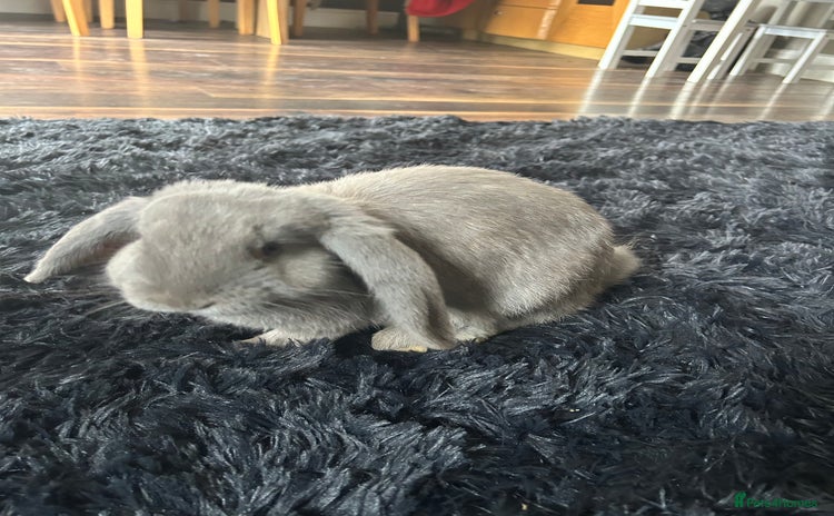 English Lop rabbits - Advert 1