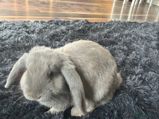 English Lop rabbits - Advert 4