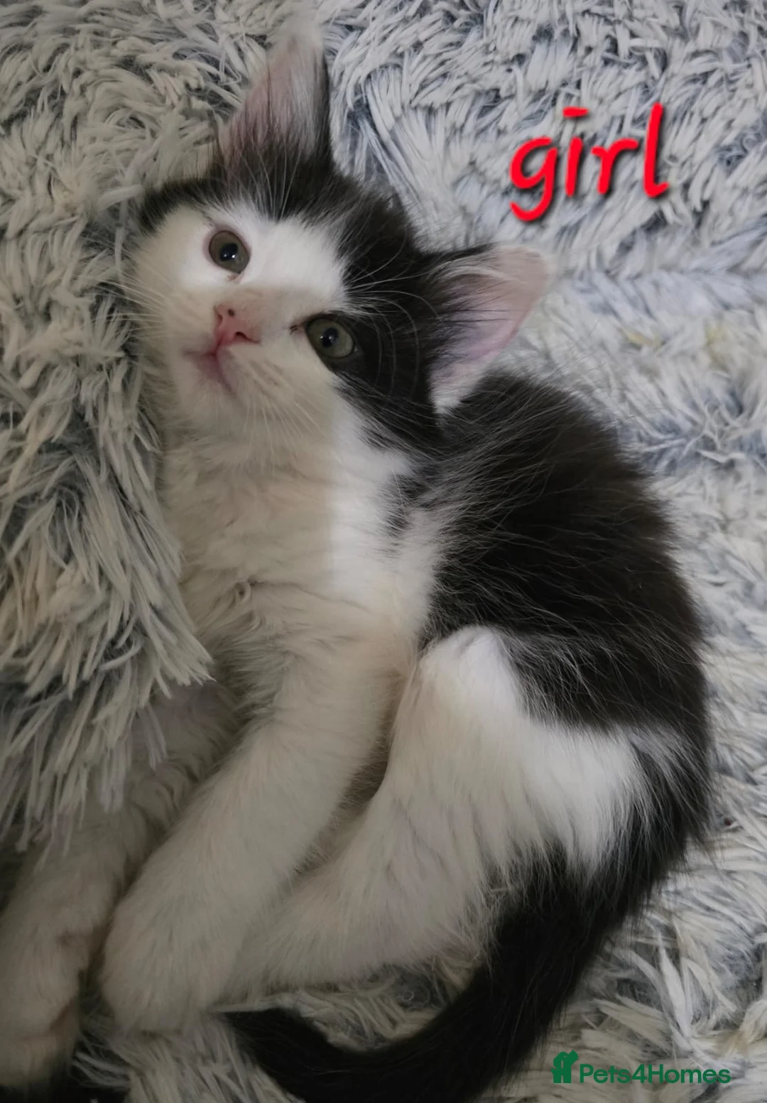 Mixed Breed cats for sale: 4 beautiful kittens= 1 female left - Advert 2