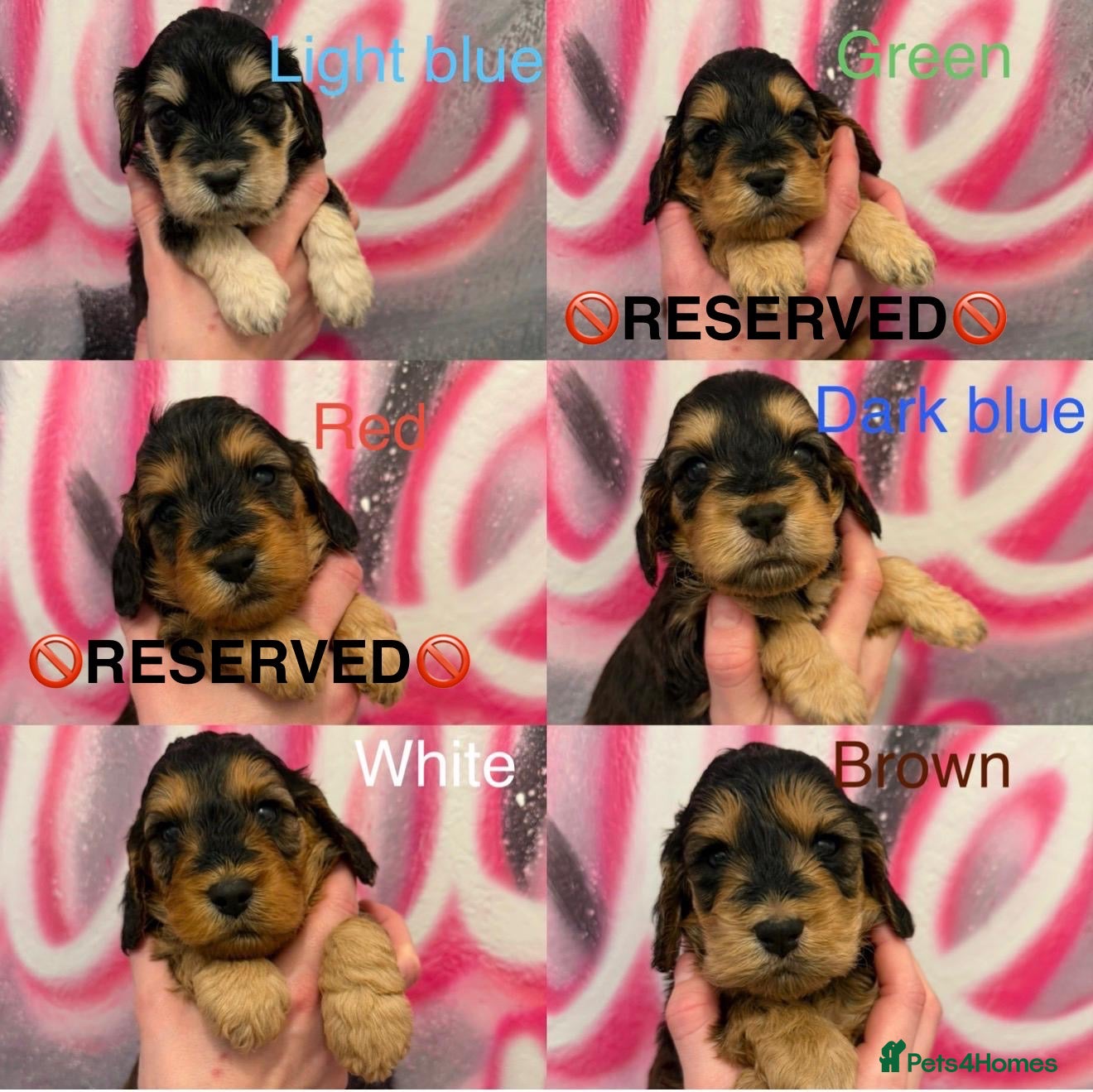 Cockapoo dogs *4 BOYS LEFT *STUNNING F1 COCKAPOO PUPPIES* - Advert 16