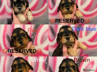 Cockapoo dogs *STUNNING F1 COCKAPOO PUPPIES* - Advert 13