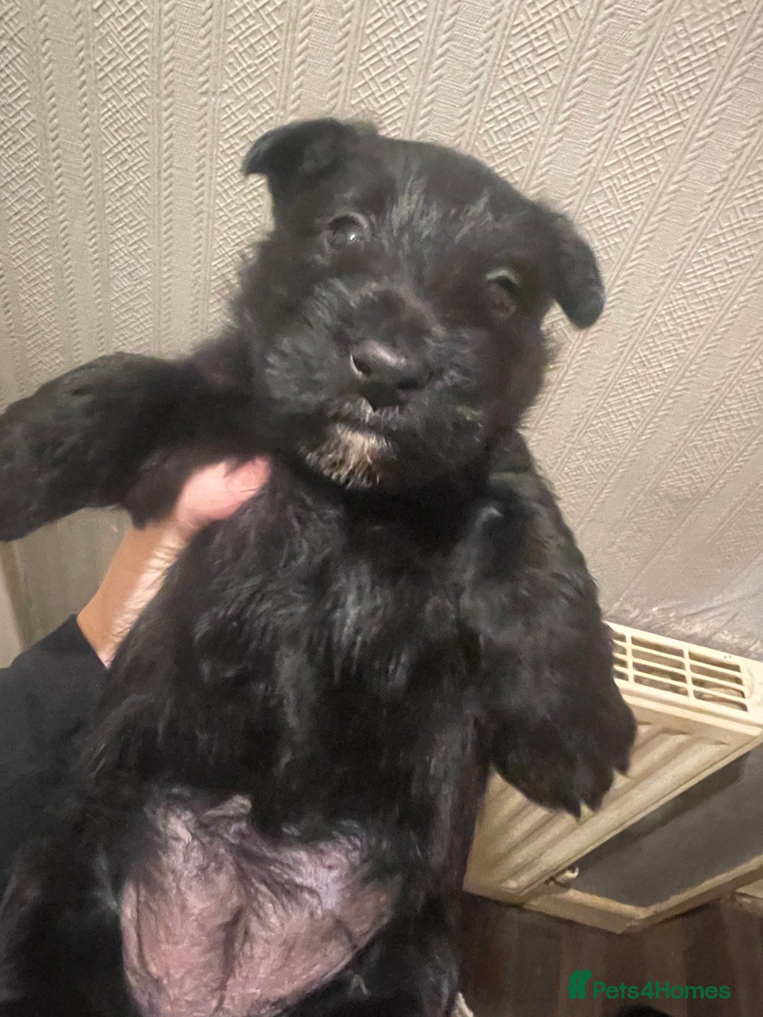 Scottish Terrier dogs for sale: FULLY KC registered Scottish terrier puppies - Advert 4