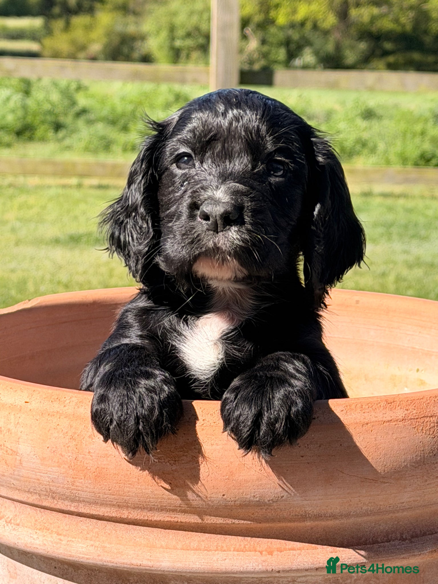 Cocker Spaniel dogs Working cocker spaniel puppies - Advert 1