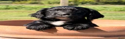 Cocker Spaniel dogs for sale: Working cocker spaniel puppies - Advert 20