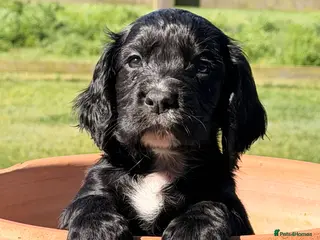 Cocker Spaniel dogs for sale: Working cocker spaniel puppies - Advert 2