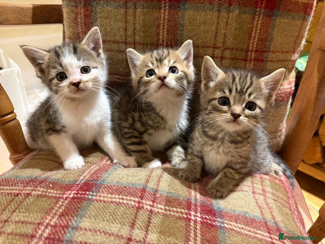 Mixed Breed cats for sale: 3 gorgeous boys mix breed - Image 1