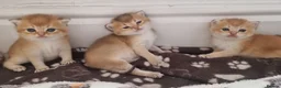British Shorthair cats for sale: Pedigree Golden British Shorthair kittens - Advert 7