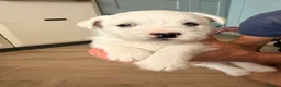West Highland Terrier dogs for sale: Pedigree KC registered WESTIE puppies in Welshpool - Advert 2