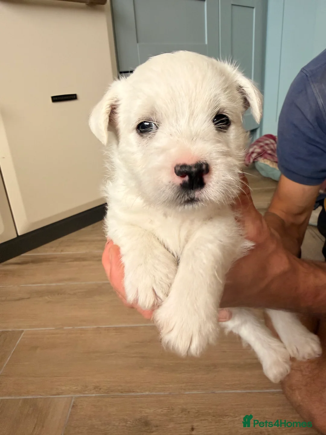 West Highland Terrier dogs for sale: Pedigree KC registered WESTIE puppies in Welshpool - Advert 2