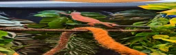 Chameleon reptiles for sale: 11 Month old Panther Chameleon FEMALE in Dundee - Advert 5