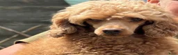 Toy Poodle dogs for sale: KC Reg, H/T Proven Red Toy Poodle - Advert 7