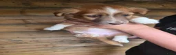 Jack Russell dogs for sale: Jack Russels  - Advert 4