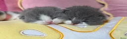 British Shorthair cats for sale: Champion line British Shorthair kittens 🏆🥇😻🐾 - Advert 3