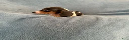 Dachshund dogs for sale: Dauchund puppies  in Uckfield - Advert 2