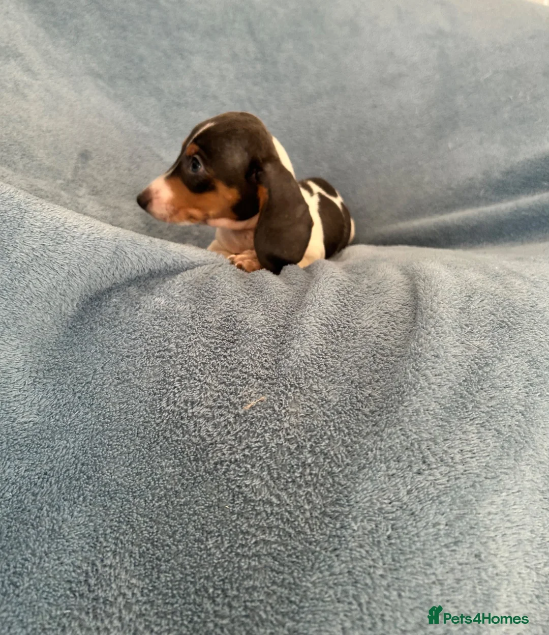 Dachshund dogs for sale: Dauchund puppies  in Uckfield - Advert 2