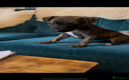 Mixed Breed dogs for sale: Beautiful Whippet X  - Image 15