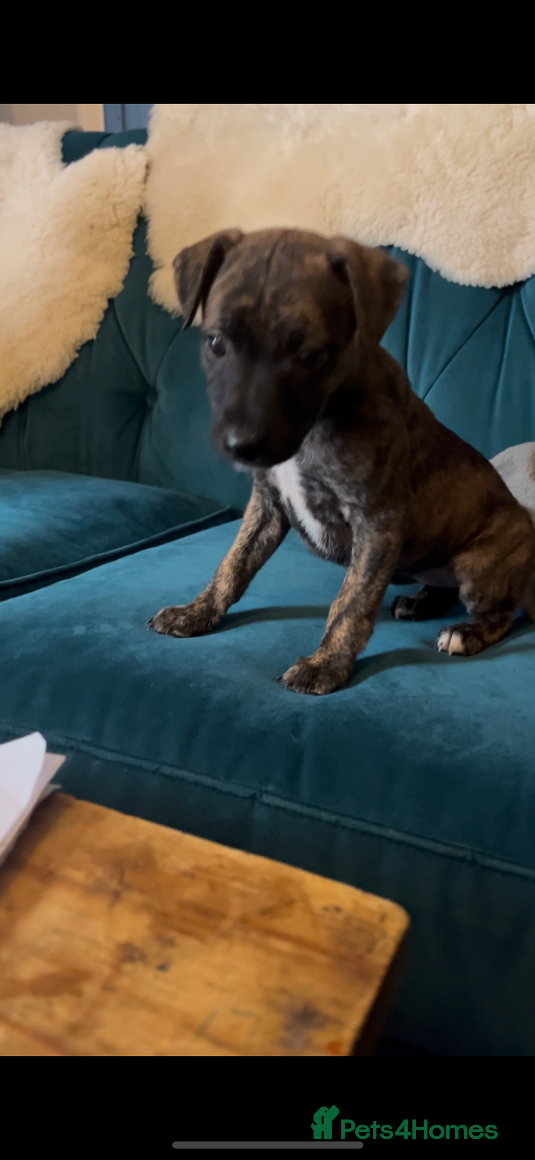 Mixed Breed dogs for sale: Beautiful Whippet X  - Image 15