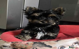 Yorkshire Terrier dogs for sale: Yorkshire Terrier  - Image 1