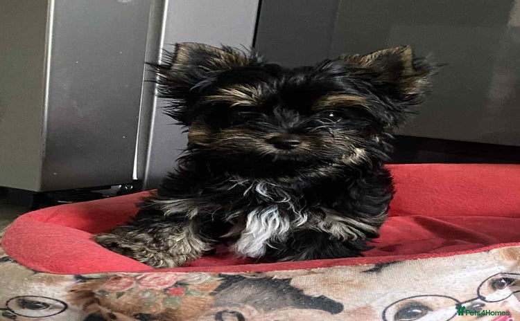 Yorkshire Terrier dogs - Advert 3