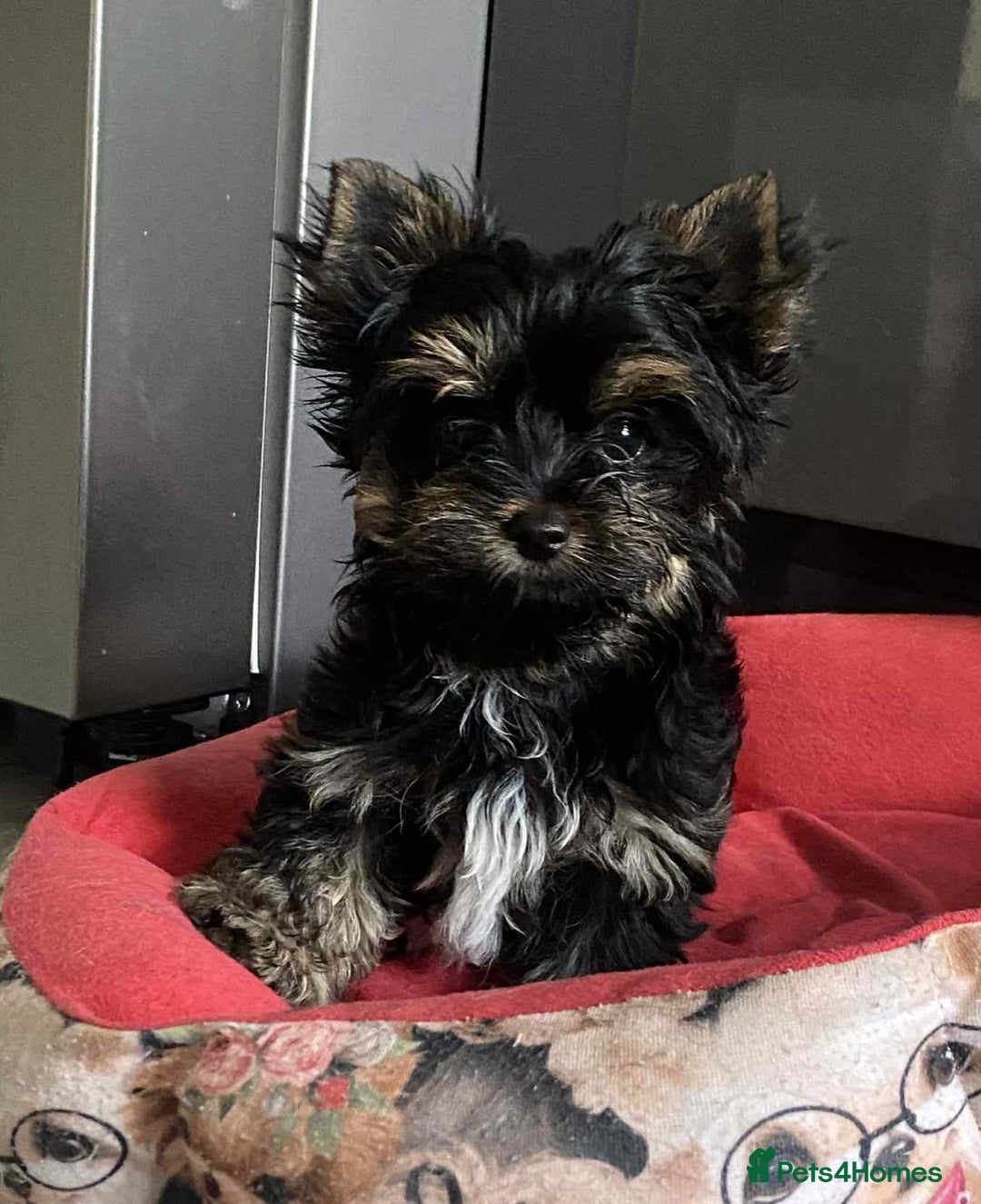 Yorkshire Terrier dogs for sale: Yorkshire Terrier  - Image 1