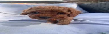 Cockapoo 5: Hope 