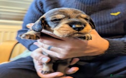Dachshund dogs for sale: Standard Wirehaired Dachshund Puppies - Image 12
