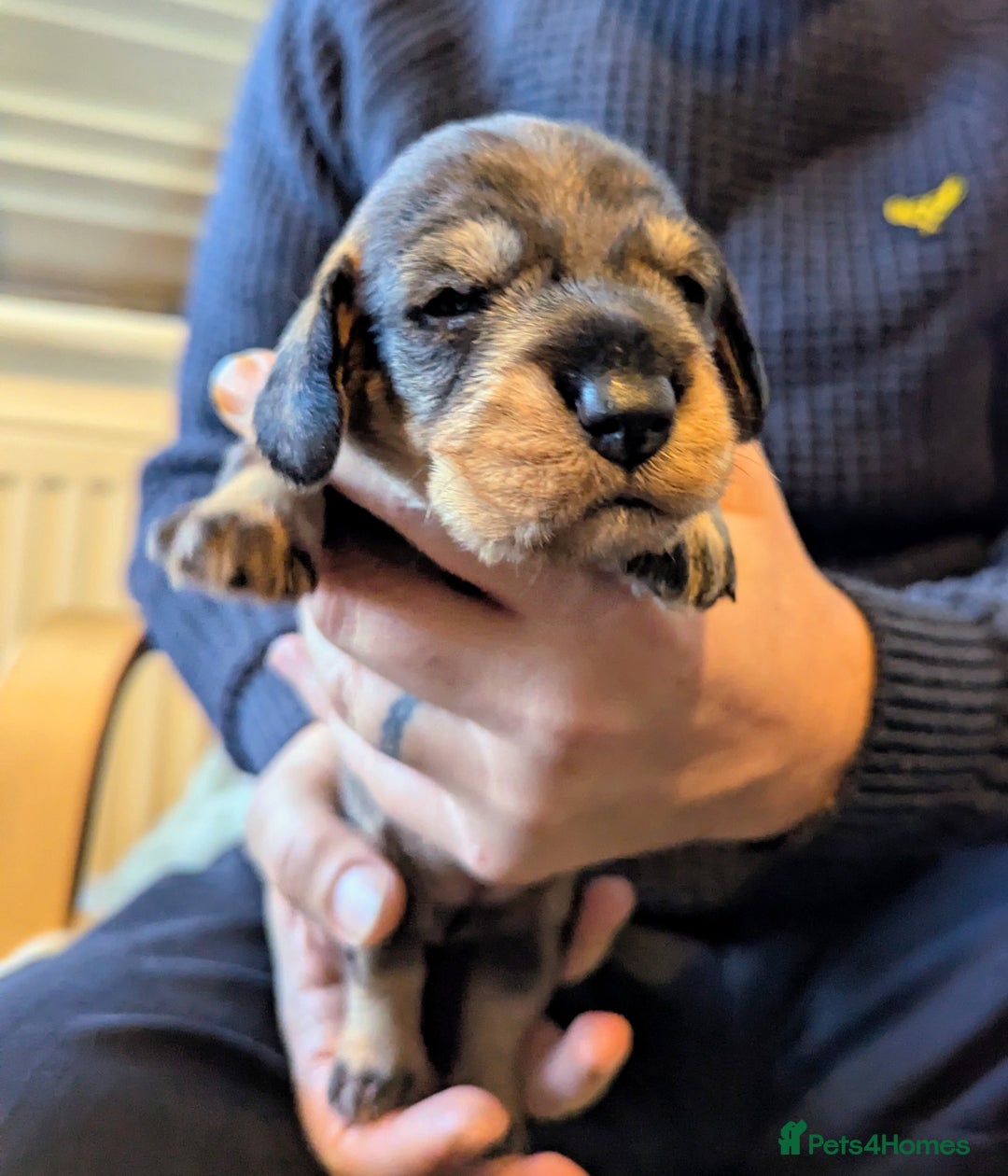 Dachshund dogs for sale: Standard Wirehaired Dachshund Puppies - Image 12