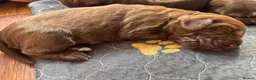 Sprocker dogs for sale: F1 sprocker puppies - Advert 30