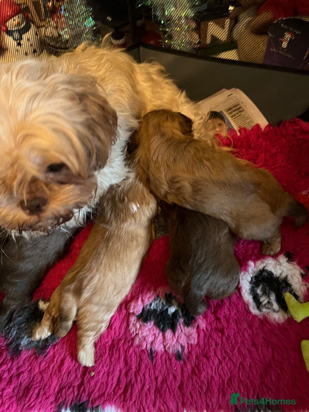 Shih Tzu dogs for sale: Adorable Shih Tzu puppies - Advert 15