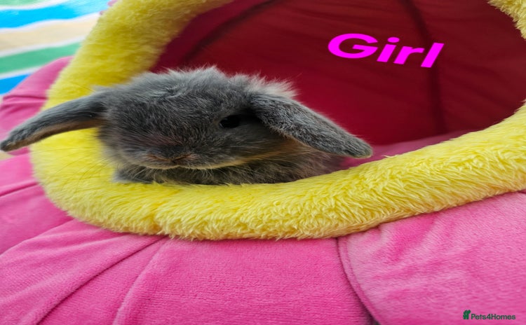 Mini Lop rabbits - Advert 1