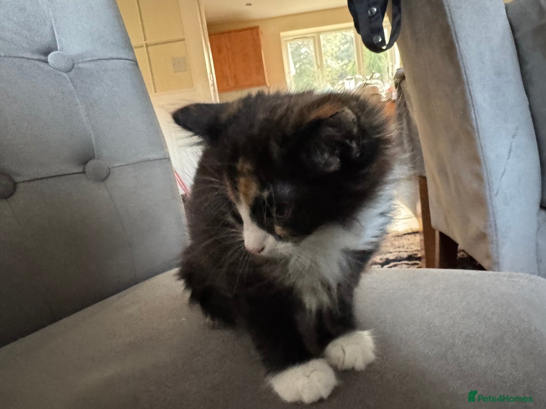 Mixed Breed cats for sale: Cute Kittens for Sale - Ginger, Grey and Black - Image 24