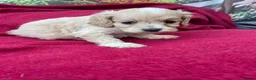Cockapoo dogs for sale: American cockapoos - yankydoodles - Advert 26