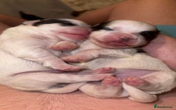 Shih Tzu dogs for sale: Shih tzu puppies - Image 10