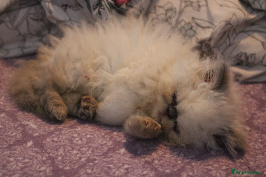 Persian cats for sale: Beautiful Female Kittens Ready for Loving Homes - Advert 29