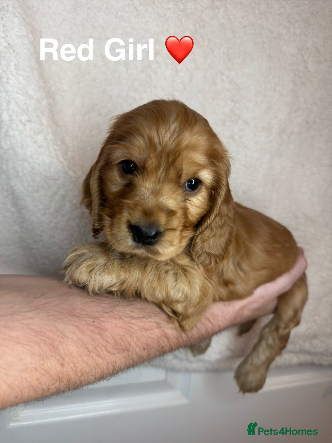 Cocker Spaniel dogs for sale: Beautiful show and working cockers - Image 5