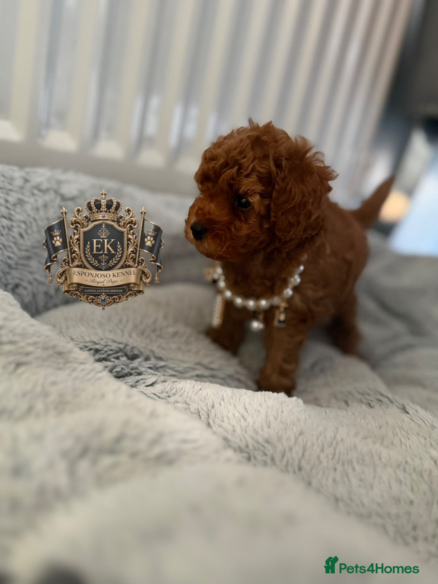 Toy Poodle dogs 5⭐️licensed ESPONJOSO tiny Half Asian Toy Poodle👑 - Advert 10