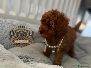 Toy Poodle dogs 5⭐️licensed ESPONJOSO tiny Half Asian Toy Poodle👑 - Advert 10
